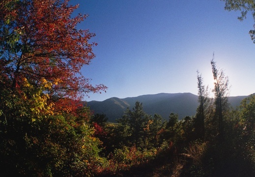 Lower Mt. Cammerer Trail